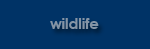 Wildlife Gallery